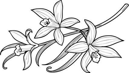 lily isolated on white 