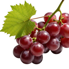Fototapeta premium Fresh red grapes with green leaf on stem detailed close-up studio shot food photography transparent background