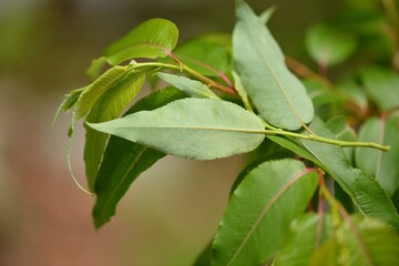 Salix maximowiczii, called Jjokbeodeul in Korea, is a native willow tree growing in mountain forests and valleys. This deciduous species holds ecological and landscape importance.