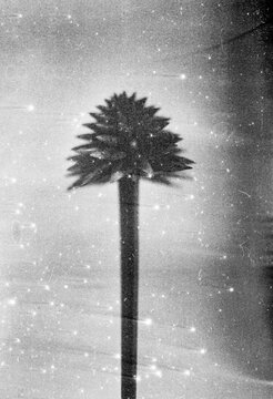 inirida flower film textura found footage