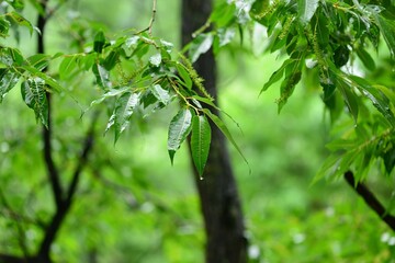 Salix maximowiczii, called Jjokbeodeul in Korea, is a native willow tree growing in mountain forests and valleys. This deciduous species holds ecological and landscape importance.