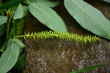 Salix maximowiczii, called Jjokbeodeul in Korea, is a native willow tree growing in mountain forests and valleys. This deciduous species holds ecological and landscape importance.