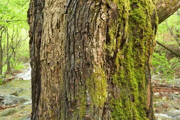 Salix maximowiczii, called Jjokbeodeul in Korea, is a native willow tree growing in mountain forests and valleys. This deciduous species holds ecological and landscape importance.