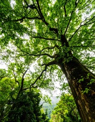 Lush green canopy of a towering tree