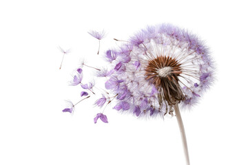 Close-up of a dandelion seed head with delicate purple petals
