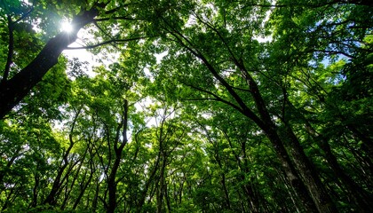 Lush forest canopy. Sunlight filters through