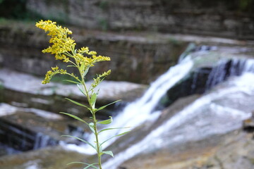 Blooming plant amidst waterfalls