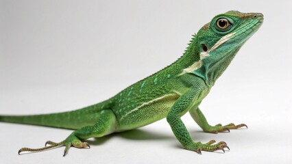 Fototapeta premium Knight Anole on studio background