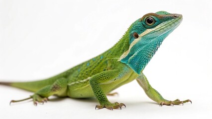 Fototapeta premium Knight Anole on studio background