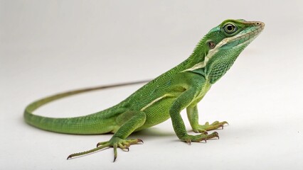 Fototapeta premium Knight Anole on studio background