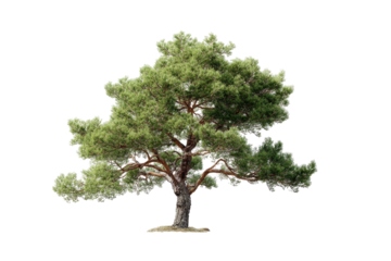 Full pine tree, lush foliage