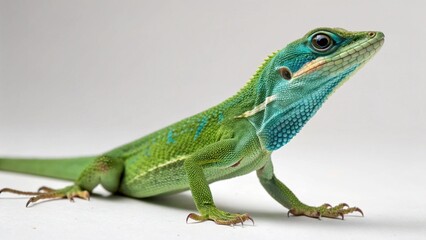 Fototapeta premium Knight Anole on studio background