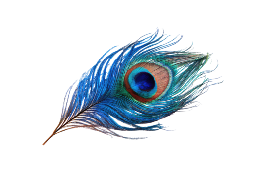 Close-up of a vibrant peacock feather