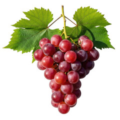 Fototapeta premium Fresh red grapes hanging on vine with green leaves healthy fruit produce photography transparent background