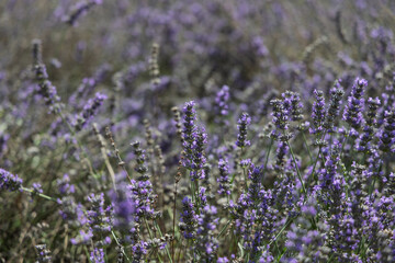 Obraz premium We need to create stock metadata in English. The title, description, and 50 single-word keywords must be in descending relevance, with the first 10 words coming from the description. Since the locatio