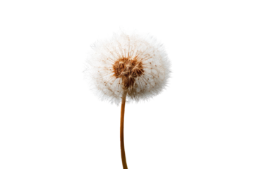 Close-up of a dandelion seed head (9)