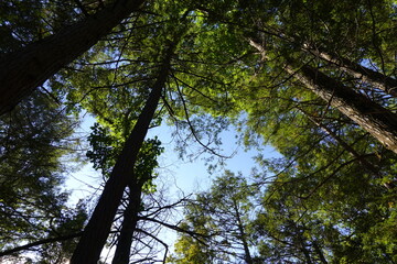 looking up in the forest