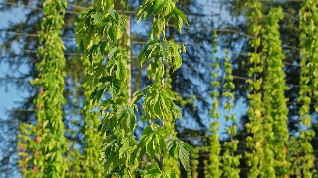 Hop Plantation with Bines with Ripe Flowers Growing Up Trellises made of Support Wire and Strings