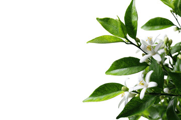 Close-up of a citrus blossom branch