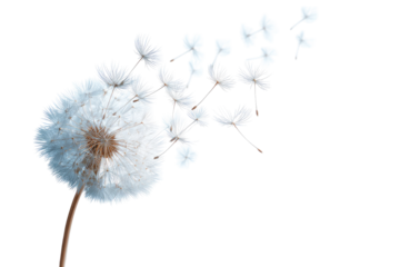 Close-up of a dandelion seed head (12)