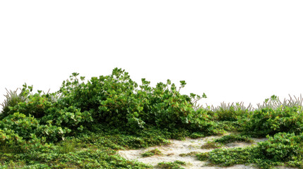 Obraz premium Lush greenery on a sandy path