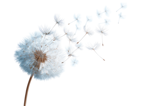Close-up of a dandelion seed head (12)