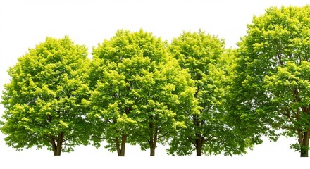    (Azayaka ryokuyou kibiki namikimichi shunko kagayaku) Translation: Vibrant green leaves trees avenue spring light shines. AI Generated