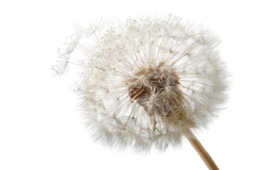 Close-up of a seed head