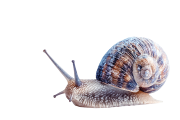 Close-up of a snail moving
