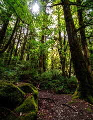 Lush forest interior with sunlight filtering through