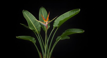 A dynamic shot of a Bird of Paradise plant
