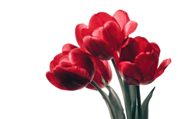 Close-up of vibrant red tulips