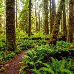Lush forest path, vibrant greenery