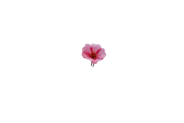 Single pink flower on black background