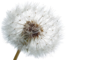 Close-up of a dandelion seed head.  Fluffy white seeds