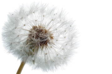Close-up of a dandelion seed head.  Fluffy white seeds