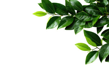 Fototapeta premium Lush green leaves in a corner arrangement