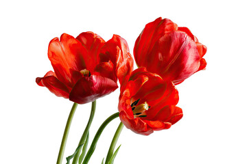 Obraz premium Close-up of three vibrant red tulips