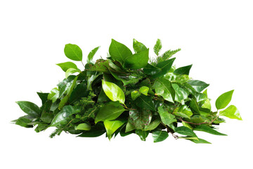 Obraz premium Lush green leaves clustered together