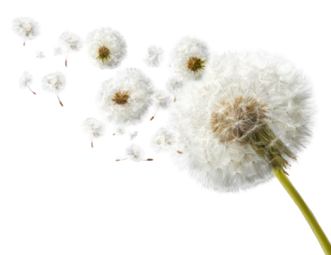 Dandelion seeds dispersing (1)