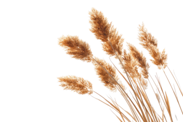 Dried grasses against black background