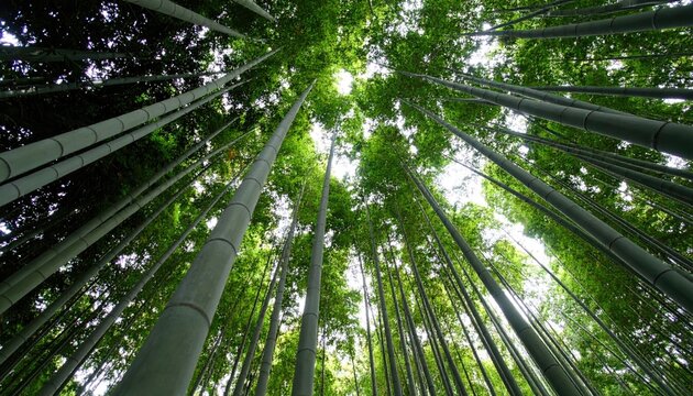 Lush bamboo forest, looking up