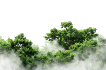 Lush forest canopy enveloped in fog