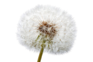 Fototapeta premium Close-up of a dandelion seed head (18)