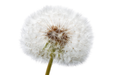 Close-up of a dandelion seed head (18)