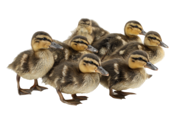 A group of ducklings huddled together