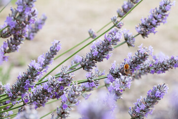 Lavender flowers blooming in bright summer sunlight, vibrant purple blossoms in a joyful meadow, symbolizing peace, beauty, and natural harmony.