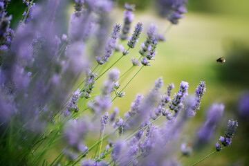 Lavender flowers blooming in bright summer sunlight, vibrant purple blossoms in a joyful meadow, symbolizing peace, beauty, and natural harmony.