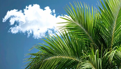 Naklejka premium Lush palm fronds against a partly cloudy sky
