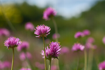 Purple Globe Amaranth in a large garden